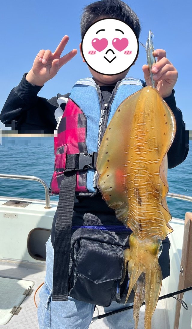 イカ(アオリイカ)