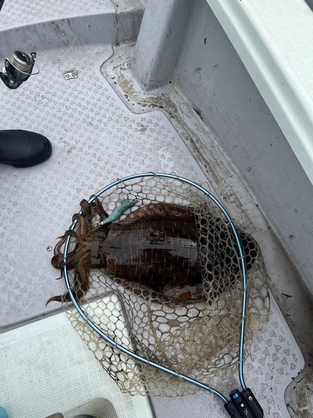 イカ(アオリイカ)