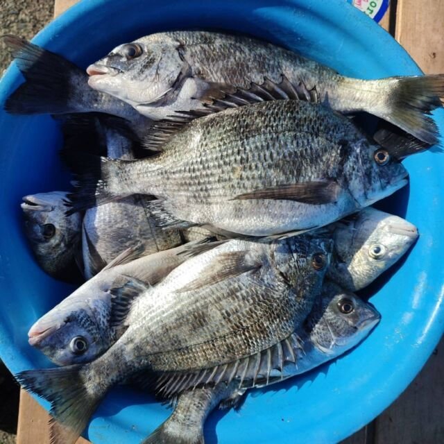 チヌ(クロダイ)