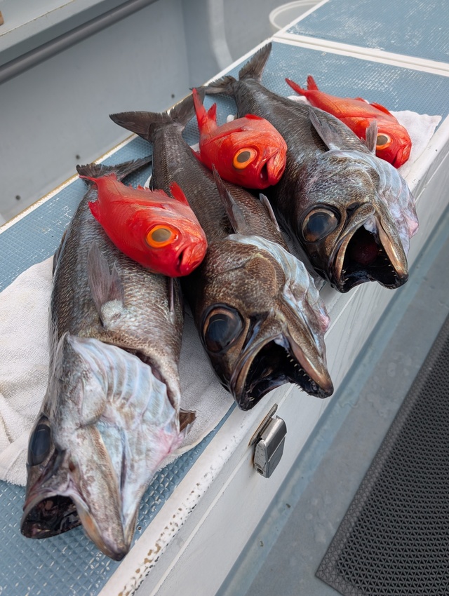 クロムツ・キンメダイ