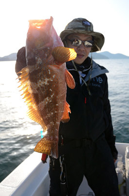 アコウ(キジハタ)