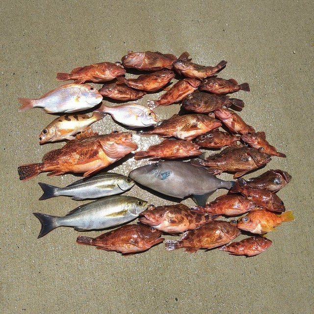 レンコダイ(キダイ)・イサキ・ガシラ(カサゴ)・メバル・ウマヅラ(ウマヅラハギ)