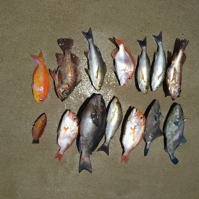 レンコダイ(キダイ)・グレ(メジナ)・イサキ・ガシラ(カサゴ)・メバル・ウマヅラ(ウマヅラハギ)