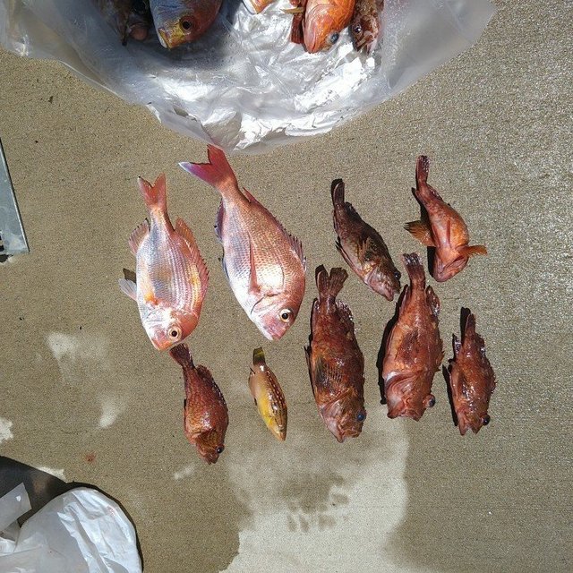 レンコダイ(キダイ)・ガシラ(カサゴ)