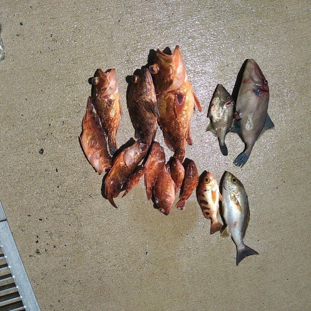 ガシラ(カサゴ)・メバル・ウマヅラ(ウマヅラハギ)