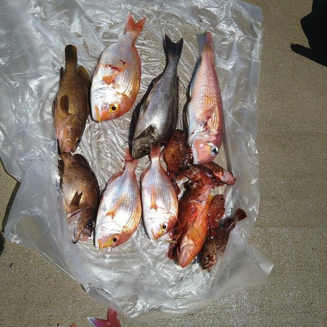 レンコダイ(キダイ)・イサキ・アマダイ(アカアマダイ)・ガシラ(カサゴ)・メバル