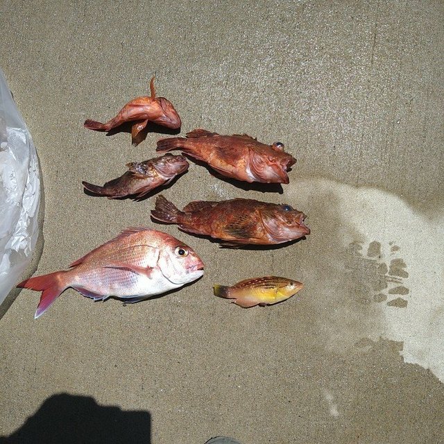 レンコダイ(キダイ)・ガシラ(カサゴ)・メバル