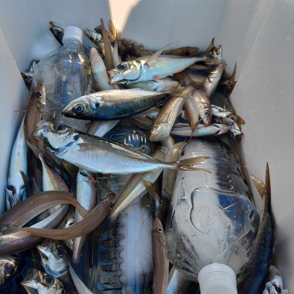 シロギス・アジ(マアジ)