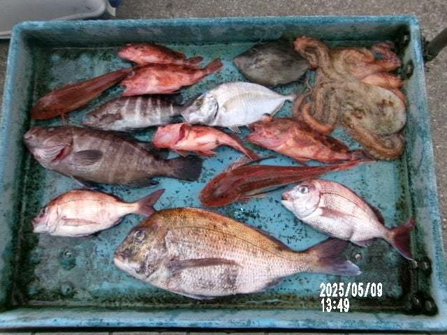 マダイ・カイワリ・ホウボウ・カワハギ・ハタ(マハタ)