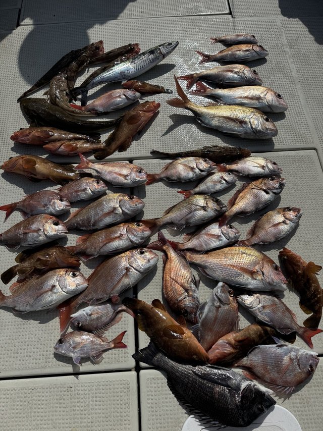 マダイ・チヌ(クロダイ)・アコウ(キジハタ)・サゴシ(サワラ)・マゴチ・イネゴチ