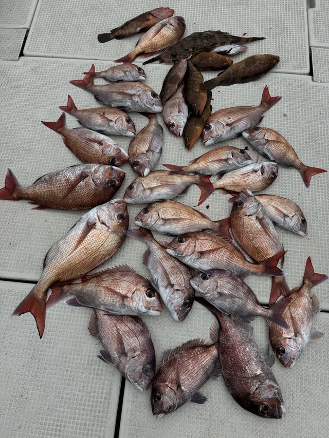 マダイ・アコウ(キジハタ)・マゴチ