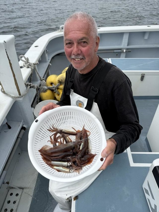 ムギイカ(スルメイカ)