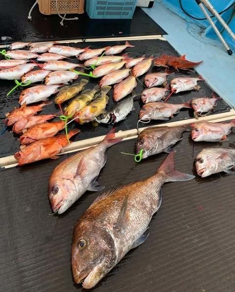 マダイ・レンコダイ(キダイ)・アオハタ・ウッカリカサゴ・カナガシラ