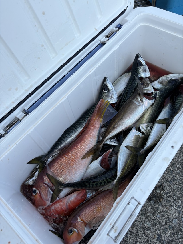 アジ(マアジ)・アマダイ(アカアマダイ)