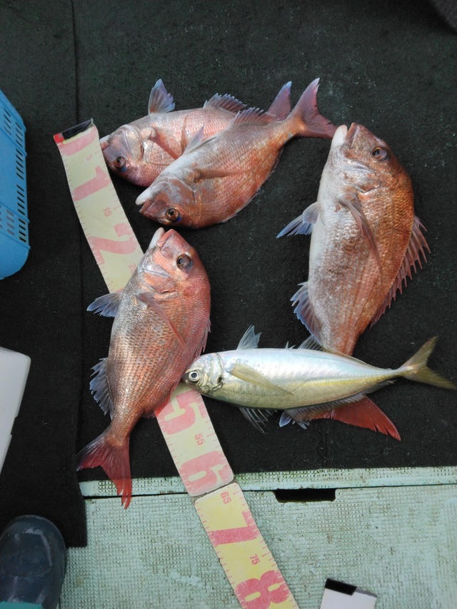 マダイ・マアジ