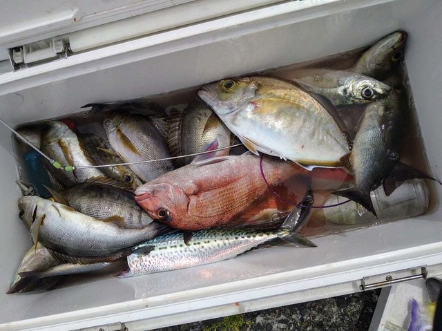 マダイ・アジ(マアジ)・カイワリ・イサキ・サバ(ゴマサバ)