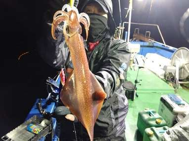 マイカ(ケンサキイカ)