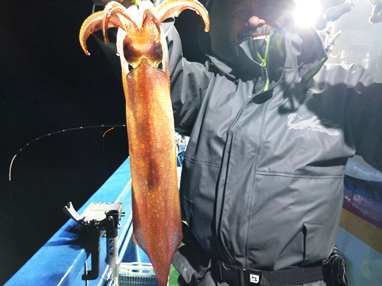 マイカ(ケンサキイカ)