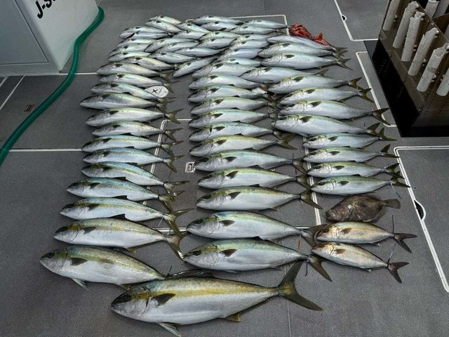 ヒラマサ・ヒラメ