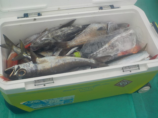 クロムツ・メジマグロ(クロマグロ)