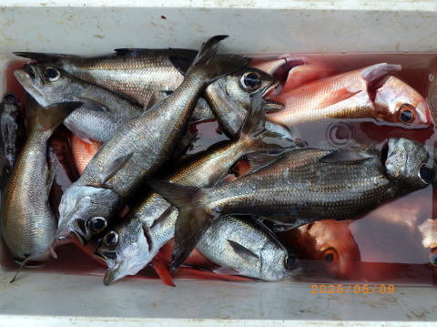 クロムツ・ハチビキ