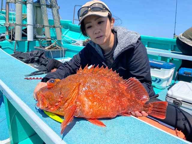 カンコ(ウッカリカサゴ)