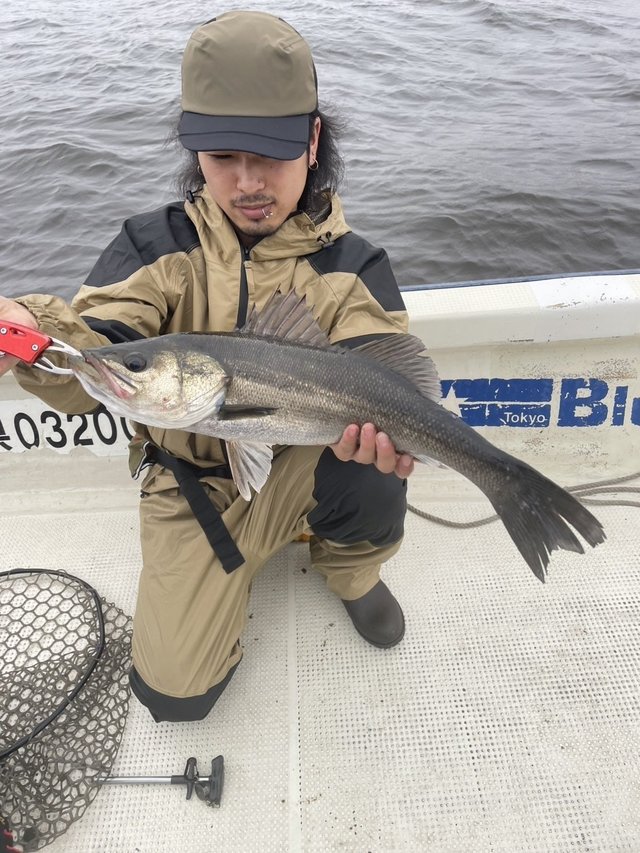 シーバス(スズキ)