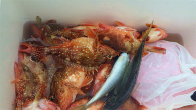 アジ(マアジ)・ウッカリカサゴ