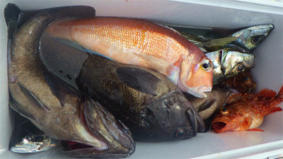 アジ(マアジ)・アマダイ(アカアマダイ)・クロソイ