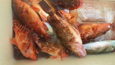 アジ(マアジ)・ウッカリカサゴ