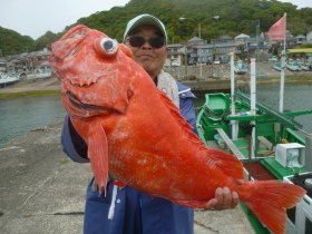 ベニアコウ(オオサガ)