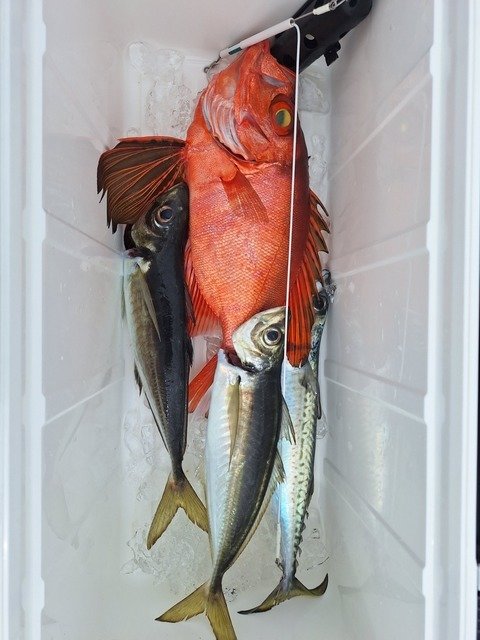 アジ(マアジ)・キントキ(チカメキントキ)・サバ(ゴマサバ)