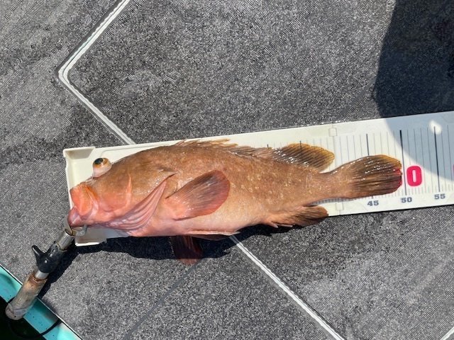 アコウ(キジハタ)