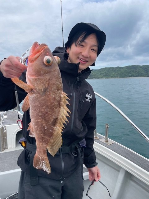 アコウ(キジハタ)