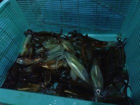 ムギイカ(スルメイカ)