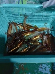 ムギイカ(スルメイカ)