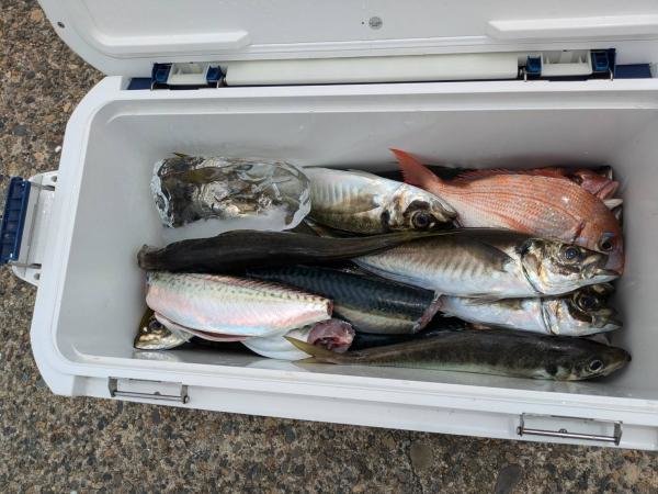 ハナダイ(チダイ)・アジ(マアジ)・ゴマサバ