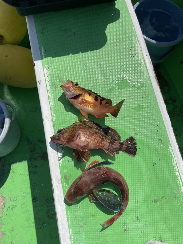 カサゴ・メバル・ホウボウ