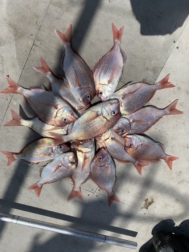 マダイ・ハナダイ(チダイ)