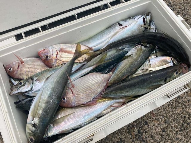 マダイ・アジ(マアジ)