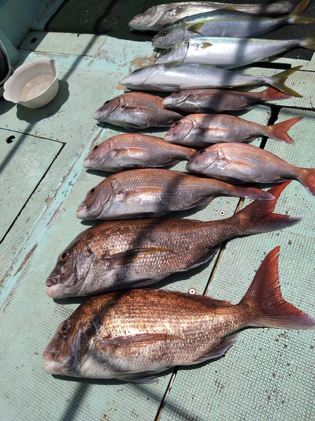 タイ(マダイ)・スズキ・ハマチ(ブリ)