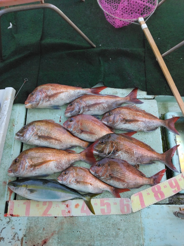 マダイ・ツバス(ブリ)