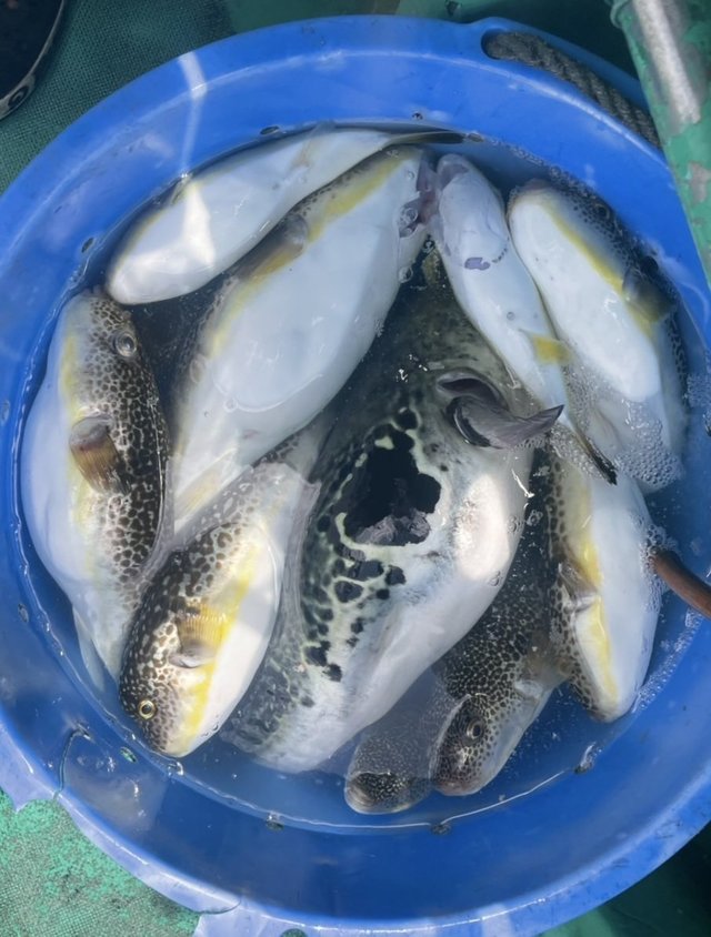 ショウサイフグ