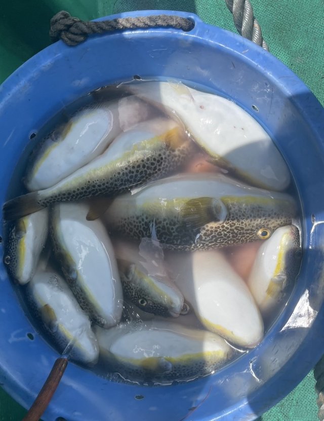 ショウサイフグ