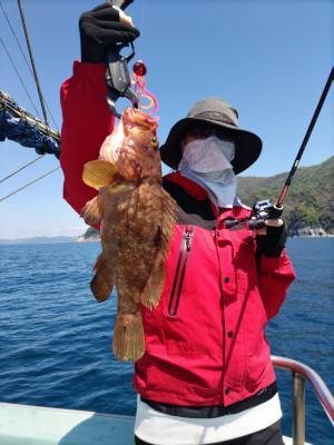 ガシラ(カサゴ)