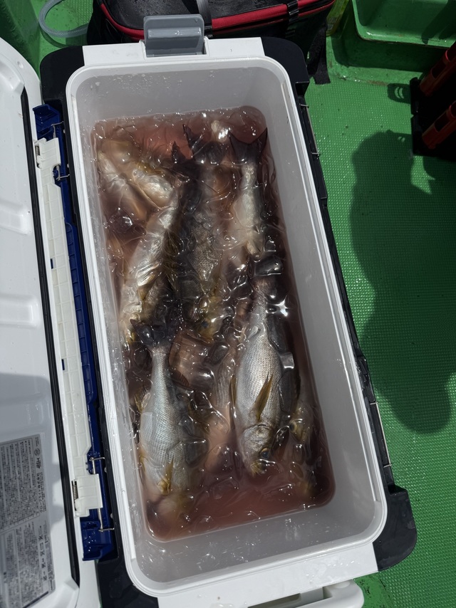 イサギ(イサキ)