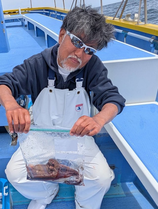 ムギイカ(スルメイカ)