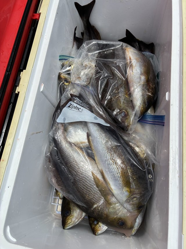 イサギ(イサキ)