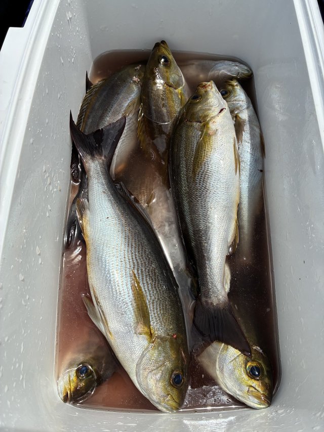 イサギ(イサキ)