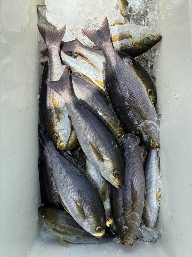 イサギ(イサキ)